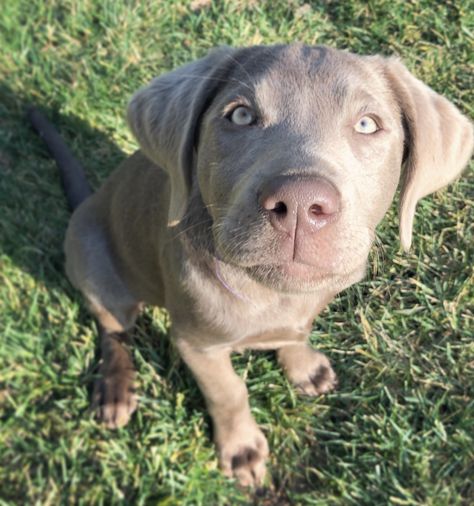 Labrador Retriever Silver, Grey Labrador Puppy, Silver Lab Puppy, Silver Retriever, Grey Labrador, Silver Lab Puppies, Silver Labrador Retriever, Lover Anime, Painting Dogs