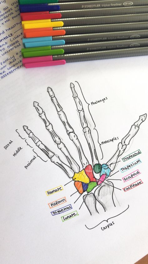 Nurse Study Notes Bones, Kinesiology Notes Aesthetic, Anatomy Bones Notes, Radiology Study Notes, Physiotherapy Study Notes, Aesthetic Med School Notes, Med School Aesthetic Study, Physiotherapy Student Motivation, Doctor Tips Medical School