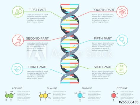 Dna Infographic, Infographic Chart, Dna Molecule, Science Background, Human Dna, Study Schedule, Concept Illustration, Purple Abstract, Science Lab