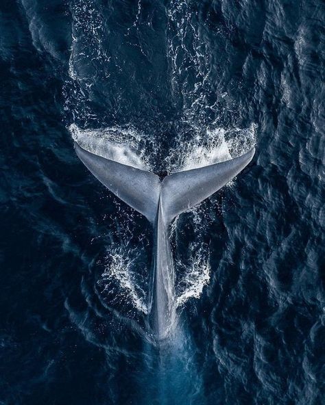 Wallpaper Whale, Whale Pictures, Blue Aesthetic Wallpaper, Blue Aura, Grey Pictures, Oceanography, Ocean Vibes, Marine Biology, Blue Whale