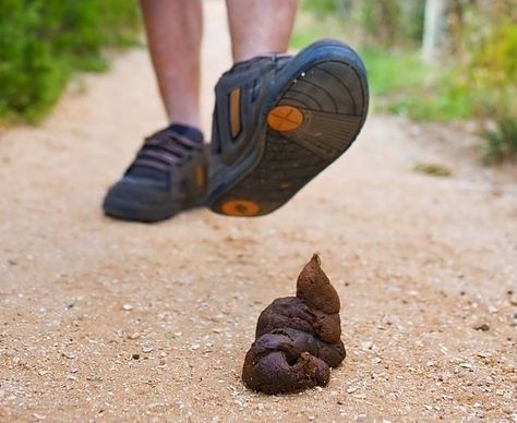 The Scoop on Your Dog’s Poop | Blog | PetCloud Knock On Wood, Dogs Pooping, Pet Care Tips, Funny Animal Memes, Friday The 13th, Cool People, Animal Memes, Dog Walking, Care Tips