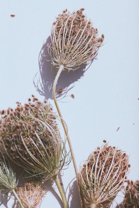 Close-up of Dry Wild Carrot Flowers · Free Stock Photo Wild Carrot, Carrot Flowers, Websites Inspiration, Close Up Photos, Free Photos, Free Stock Photos, Carrots, Close Up, High Resolution