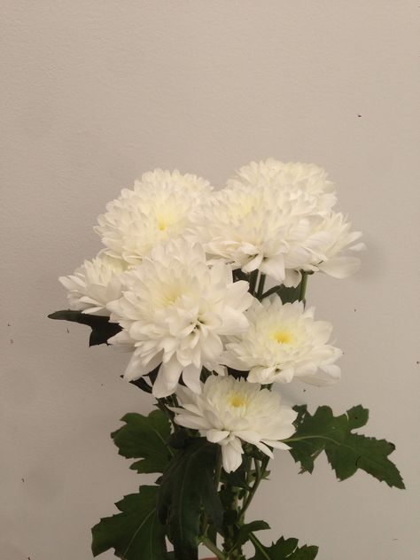 ~Flowers Chrisantemum Flower Bouquet, White Chrysanthemum Aesthetic, Crysantenum Flower Aesthetic, Chrysanthemums Aesthetic, White Chrysanthemum Bouquet, Chrysanthemum Flower Aesthetic, Aesthetic Chrysanthemum, Jennifer Aesthetic, Chrysanthemum Aesthetic