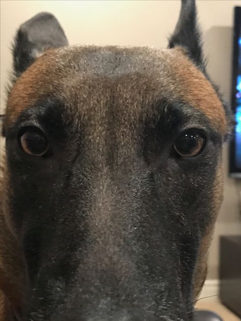 This is not my dog, but this is my current view, almost exactly.  Belgian Malinois Bella Belgian Malinois Aesthetic Wallpaper, Belgian Malinois Aesthetic, Malinois Funny, Italian Spinone, Friendly Animals, Belgian Malinois Dog, Most Beautiful Dogs, Malinois Dog, Belgian Shepherd