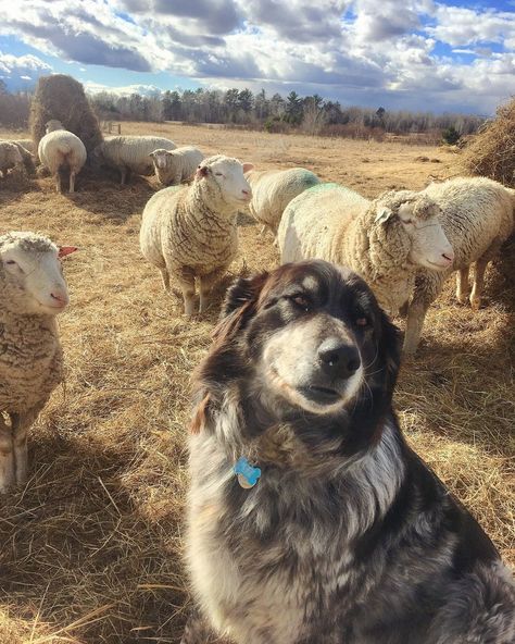 Farm Guard Dog, Sheep Dog Aesthetic, Livestock Dog, Shepherd Aesthetic, Best Farm Dogs, Farm Livestock, Sheep Ranch, Spanish Mastiff, Dog Farm