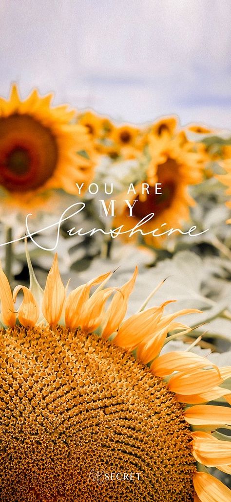 August Aesthetic Wallpaper, August Aesthetic, Iphone Images, Iphone Image, Aesthetic Wallpaper Iphone, My Sunshine, You Are My Sunshine, Aesthetic Wallpaper, Wallpaper Iphone