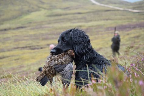 There's a lot to be said for the working cocker, whether it's out in the field doing its job or being much-loved family pet. English Field Cocker Spaniel, Field Cocker Spaniel, Working English Cocker Spaniel, Cocker Spaniel Working, Working Spaniel, Laser Patterns, Working Cocker Spaniel, Sprocker Spaniel, Field Sport