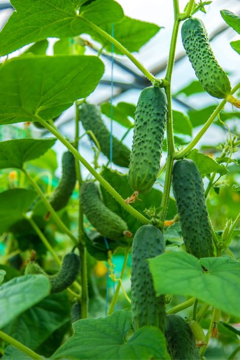 Cucumbers Growing, Cucumber Growing, Worm Castings Tea, Cucumber Plants, Organic Liquid Fertilizer, Seeds Planting, Branding Moodboard, Growing Mint, Small Cucumber