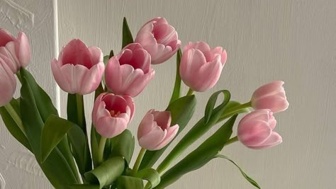 Pink Tulips Desktop Wallpapers, Pink Flowers Desktop Wallpaper, Ipad Wallpaper Tulips, Tulip Macbook Wallpaper, Tulip Ipad Wallpaper, Macbook Wallpaper Aesthetic Flowers, Ipad Widget Pictures, Macos Sonoma Aesthetic, 3d Macbook Wallpaper