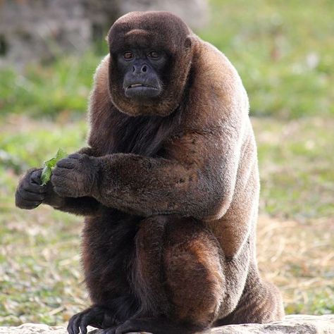 Brown Woolly Monkey - Facts, Diet, Habitat & Pictures on Animalia.bio Male Baby Names, Woolly Monkey, Omnivorous Animals, Spider Monkeys, Monkey 2, Ape Monkey, Kingdom Animalia, Social Behavior, Basic Facts