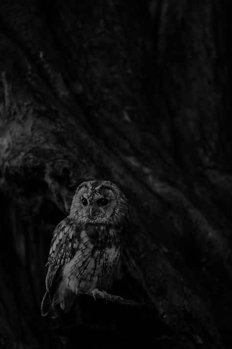 owl Owl Wallpaper Aesthetic, Owl Aesthetic, Fantasy Oc, Fall Animals, Creepy Photography, Black Owl, Owl Wallpaper, Barred Owl, Owl Photos