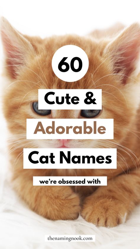 Looking for adorable and cute cat names for your new kitten? We have 60 of the cutest ever cat name ideas that you'll adore! Whether it's a female, boy, girl, orange cat, or any type of cat, we have the perfect cute and unique cat name for you. Cute kitten names, cute cat names, unique cat name list. Grey Kitten Names, Cute Kitten Names, Kitten Names Girl, Grey Cat Names, Cat Name Ideas, Cat Names Unique, Boy Cat Names, Girl Cat Names, Cute Animal Names