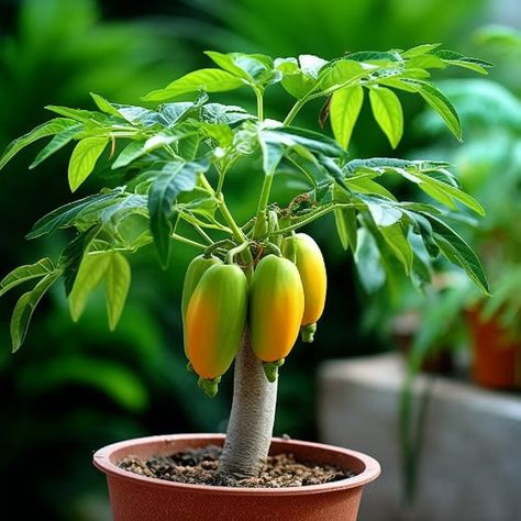 Papaya Bonsai papaya tree Bonsai papaya Growing Papaya, Grow Papaya, Papaya Growing, Plant Grafting, Papaya Plant, Seed Growing, Papaya Tree, Growing Fruit Trees, Papaya Salad