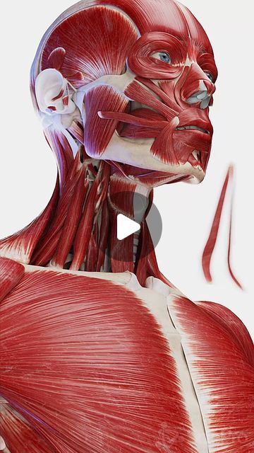 SciePro on Instagram: "🧐 Explore the Anterior Neck Muscles: Vital Players in Movement and Speech 🧐   Dive into the intricacies of the anterior neck muscles. These muscles, including the sternocleidomastoid and the strap muscles, are crucial for functions like swallowing, speaking, and head movement.   Learn about their structure, roles, and how they contribute to your daily activities. Ideal for anyone interested in anatomy or improving neck health.   #NeckMuscles #AnatomyEducation #HealthAwareness #SciePro #science #med #meded #3d #animation #health #education #medstudent #study #physio #physiotherapy #pt #muscle #vray #medart" Neck Muscles Anatomy, Neck Muscle Anatomy, Speech Therapy Organization, Neck Anatomy, Anatomy Education, Neck Muscles, Water Color Pencil, Muscle Anatomy, Med Student