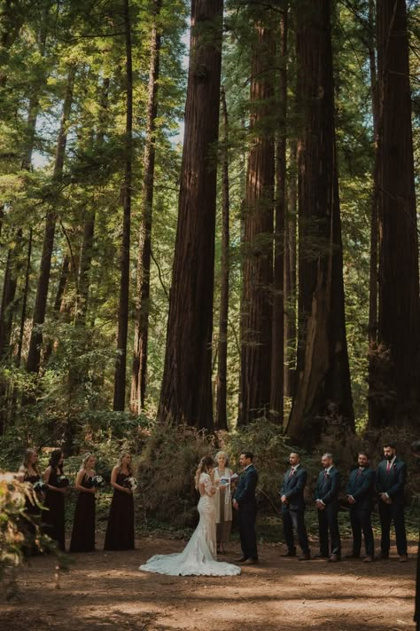 Red Wood Wedding, Henry Cowell Redwoods State Park, Forest Micro Wedding, Redwood National Park Wedding, Redwood Wedding California, Redwood Elopement, Redwoods Wedding, Redwood Forest Wedding, Forest Wedding Ceremony