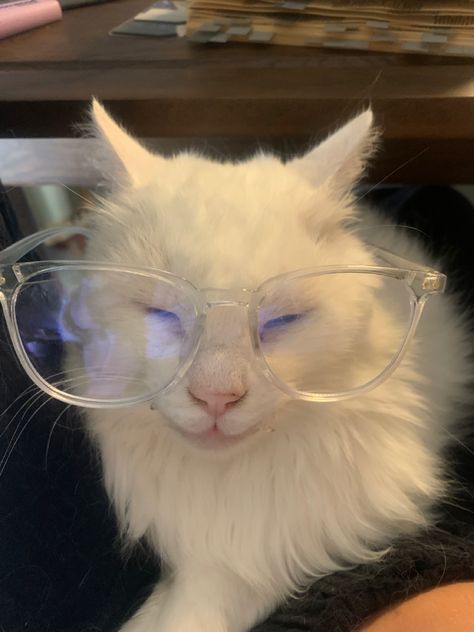 Cats In Glasses, Kitty With Glasses, Cat Wearing Glasses, Cat With Glasses, Cat Glasses, Silly Cats Pictures, Cute Cats Photos, Cat Fashion, Cat Icon