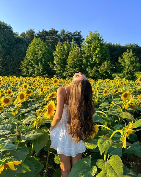 sunflower lovers🌻🌅🦋 #sunflowerfield #flowerfield #fallactivities #couplegoals #falldate Summer Sunflower Aesthetic, Flower Heart Aesthetic, Pics With Sunflowers, Daisy's Aesthetic, Sunflower Field Photoshoot, Sunflower Field Pictures, Sunflower Photoshoot, Sunflower Photography, Phone Pictures