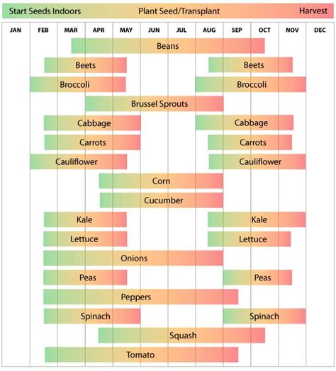 Zone 8 has a long growing season with hot summers. Most vegetable varieties will have no problem maturing before your first frost date. Vegetable Planting Calendar, Planting Zones, Vegetable Planting Guide, Vegetable Planting, When To Plant Vegetables, Gardening Planting, Planting Calendar, Zone 7, Plant Zones