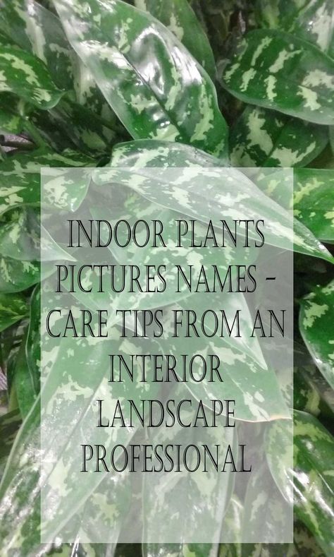 Pictures, names, and how to care for common indoor plants. Having worked in the interior landscape industry for more than 30 years, I can help with your indoor plant care. Common houseplants, pictures, names, and care. Houseplant Identification Chart, Indoor Plants Name With Pictures, Common House Plants Names, House Plant Names, House Plant Identification Pictures, Indoor Plant Names, Common House Plants Pictures, House Plant Care Guide, Indoor Plant Identification