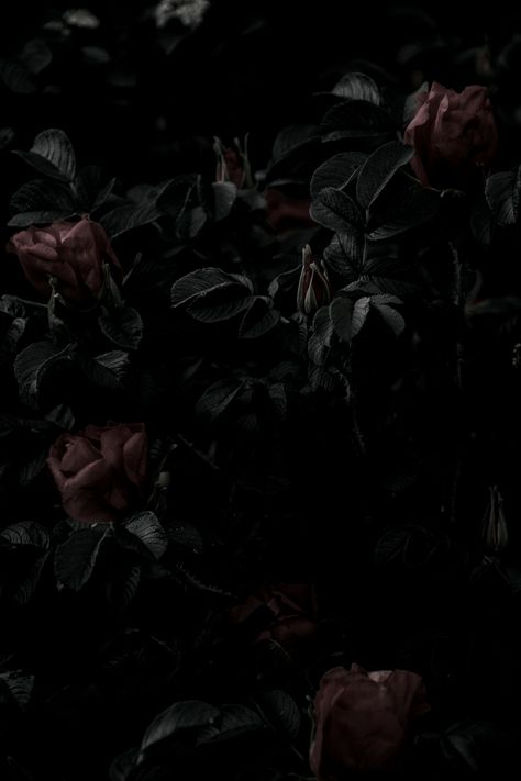 Dark Roses Wallpaper #wallpaper #dark #iphone #aesthetic #background #roses Wither Rose Aesthetic, Withered Flower Aesthetic, Red And Black Roses Aesthetic, Wilted Rose Aesthetic, Withered Rose Aesthetic, Dead Roses Aesthetic, Dark Iphone Aesthetic, Billie Homescreen, Dark Rose Background