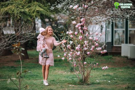 Can You Keep a Magnolia Tree Small? Magnolia Small Garden, Susan Magnolia Tree, Magnolia Jane Tree, Mini Magnolia Tree, Magnolia Underplanting, Magnolia Tree Potted, Magnolia Bush Shrubs, Sweet Bay Magnolia Tree Landscaping, Jane Magnolia Tree Landscaping