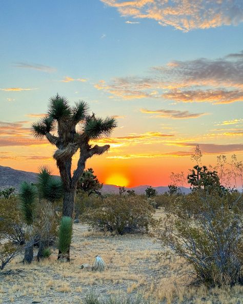 Integratron Joshua Tree, The Bucket List, Beautiful Places On Earth, Joshua Tree, Bucket List, Beautiful Places, Camping, California, Quick Saves