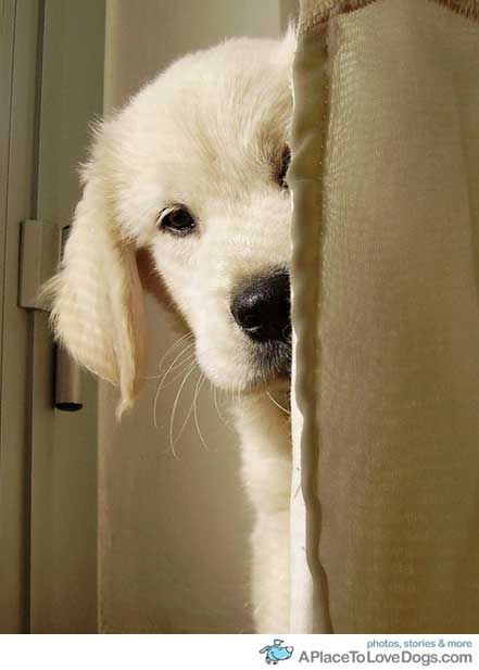 Peek-a-boo! #Golden #Retriever #puppy Golden Puppy, Golden Retriever Puppy, Retriever Puppy, Golden Retrievers, Peek A Boo, Mans Best Friend, I Love Dogs, Dog Pictures, Dog Life