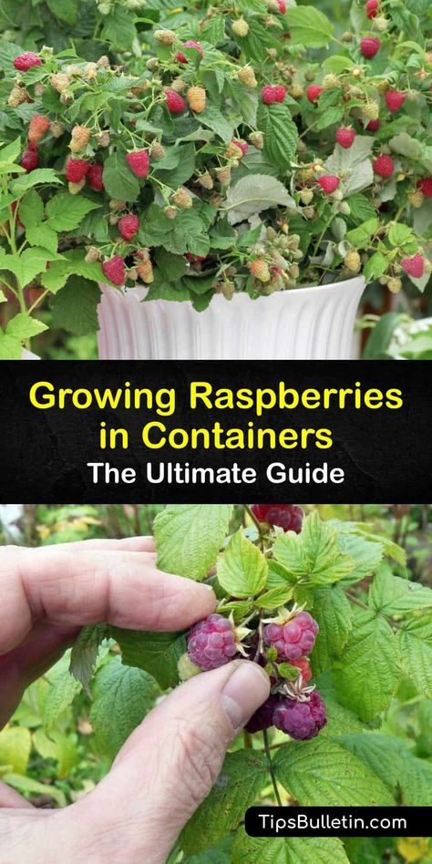 Discover how to grow summer-bearing or everbearing raspberry plants in containers. Growing raspberries in pots is simple. Some raspberry bushes have fruit the first year, while others do not produce berries until the second year. #grow #raspberries #container #pots Potted Fruit Plants, Raspberry Bush Care, Plants That Go Together, Blackberries In Pots, Raspberry In Container, How To Grow Fruit Trees In Pots, Growing Plants In Pots, Container Fruit Garden, Potted Fruit Garden