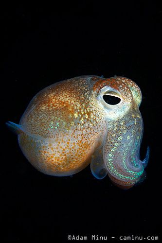 Bobtail Squid ~ Mik's Pics "Sea Life ll" board Squid Species, Bobtail Squid, Deep Sea Creatures, Sea Slug, Beautiful Sea Creatures, Underwater Creatures, Underwater Life, Aquatic Animals, Ocean Creatures