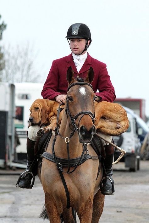 Hunt Seat, Horse Riding Quotes, British Gentleman, Fox Hunt, English Gentleman, Equestrian Chic, Hunt Scene, English Men, Horse Aesthetic