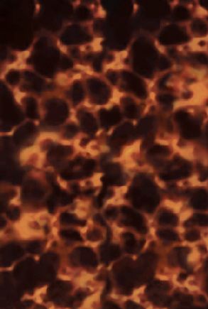 tortoise shell Tortoise Shell Background, Tortoise Shell Pattern, Tortoiseshell Wallpaper, Tortoise Wallpaper, Amber Aesthetic, Tortoise Shell Print, Future Vision, Tailored Skirt, Graffiti Murals