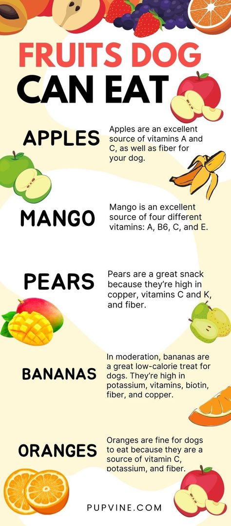 Dogs can eat some fruits, but other fruits are toxic to dogs, such as grapes and raisins. Due to the balanced nature of high-quality, nutritionally complete commercial diets, it’s not necessary to supplement your dog’s diet with fruits, but it can be fun to use them as treats. Dog Nutrition Homemade, Fruit Dogs Can Eat, Things Dogs Cant Eat, Dog Diet Plan, Raw Feeding For Dogs, Toxic Foods For Dogs, Raising Livestock, Fruits For Dogs, Foods Dogs Can Eat