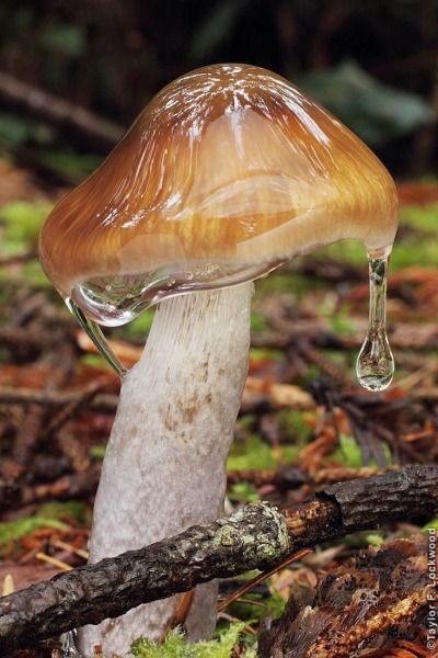 🪵🍄. Mushroom Plant, Mushroom Pictures, Slime Mould, Plant Fungus, Mushroom Fungi, Wild Mushrooms, Mushroom Art, Pretty Plants, 판타지 아트