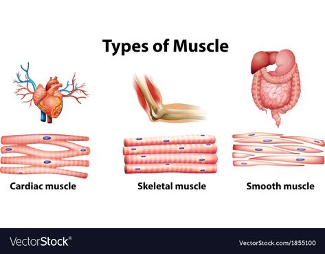 Skeletal Muscle Anatomy, Human Muscular System, Muscular System Anatomy, Muscle System, Types Of Muscles, Basic Anatomy And Physiology, Nurse Study Notes, Nursing Student Tips, Nursing School Survival