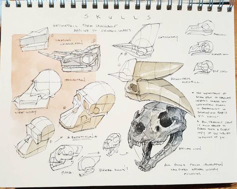 The importance of geometric shapes applied to organic forms. 13 process pages complete for the mini companion book!! Now to scan at high res and format the book to send tonight~ I feel like building another model now...gotta look at the stack I have to build. #dynamicbible Animal Skull Drawing, Peter Han, Skeleton Drawings, Manga Tutorial, Perspective Drawing Lessons, Line Sketch, Animal Bones, Organic Forms, Skull Drawing