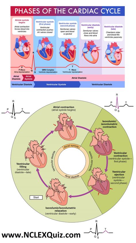 PQRST Nclex Cheat Sheets, Cardiac Nursing Cheat Sheets, Cardiac Cycle, Basic Anatomy And Physiology, Nurse Study Notes, Biology Facts, Medical Student Study, Cardiac Nursing, Nursing School Survival