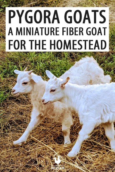 Pygora goats are amazing for their wool, but also for their meat. Find out why this amazing mini-goat breed is perfect for you. Miniature Nubian Goats, Mini Nubian Goats, Fibre Sources, Mohair Goat, Pygora Goats, Fiber Farm, Goats For Sale, Miniature Goats, Goat Health