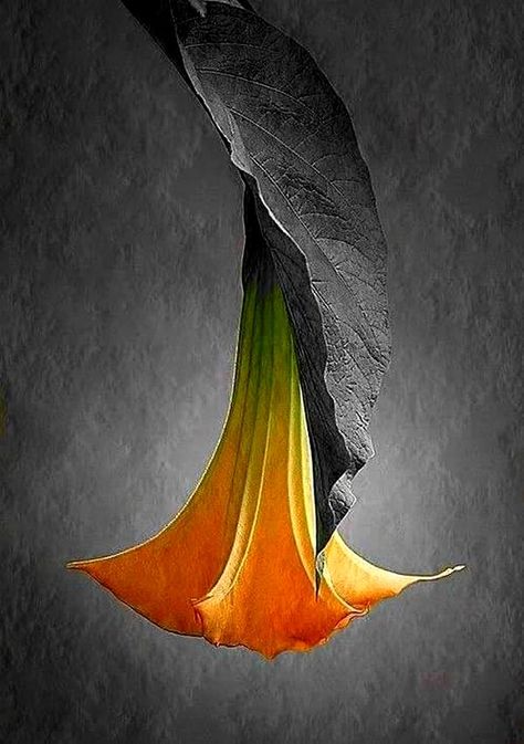 Angel Trumpet, Unusual Flowers, Airbrush Art, Rare Flowers, Orange Flower, Alam Yang Indah, Exotic Flowers, Flowers Nature, Flower Photos