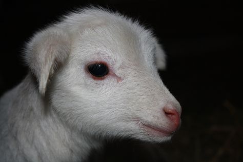 Baby St. Croix sheep. Sacrifical Lamb Aesthetic, Lamb Aesthetic, Teen Idle, Southern Gothic, Pretty Animals, Cute Little Animals, Drawing Reference, Mother Nature, Sheep