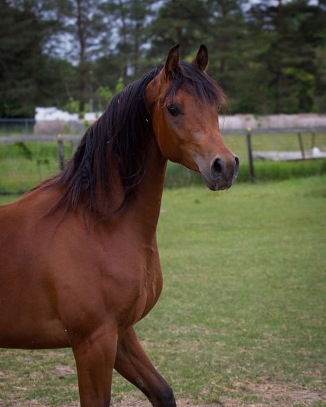 Bay Arabian Horse, Gifts From God, Bay Horse, Willow Wood, Horses For Sale, Horse Coloring, Arabian Horse, Horse Girl, Show Horses