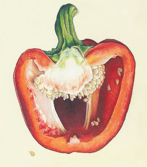 Look what you can do with markers, bic pen and colored pencils! PEPPERS_close2 by cmcleanart, via Flickr Colored Pencil Food Illustration, Pepper Drawing Realistic, Ap Art Colored Pencil, Gcse Art Pepper Page, Bell Pepper Sketch, Botanical Colored Pencil, Bell Pepper Art, Bell Pepper Illustration, Red Pepper Drawing