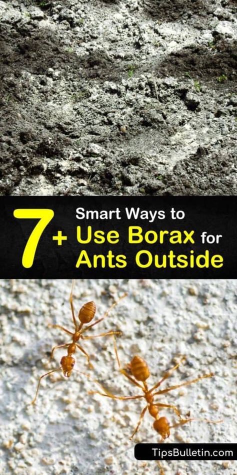 Ant Bait Homemade, Kill Red Ants Outside, Kill Fire Ants In Yard, How To Kill Fire Ants In Yard, Killing Ants In The House, Ant Bait Borax Sugar, How To Kill Ants Outside, Homemade Ant Killer For Outside, How To Kill Ants