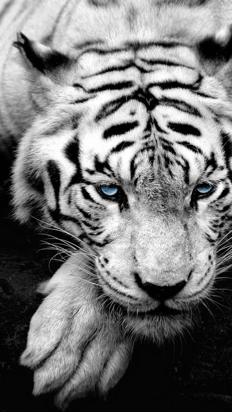 Wallpaper Tigre, Tiger Wallpaper Iphone, Tiger Facts, Snow Tiger, Wild Animal Wallpaper, Tiger Wallpaper, Lion Wallpaper, Pet Tiger, Beautiful Blue Eyes