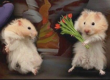 You may now kiss the bride Funny Valentines Day Pictures, Happy Propose Day, Funny Love Pictures, Valentine Picture, Funny Hamsters, Valentines Day Pictures, Love Quotes Funny, Cute Hamsters, Hamsters