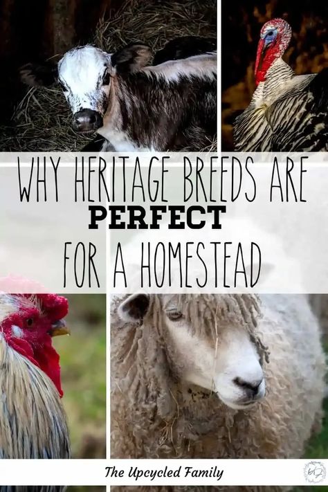 Heritage Pig Breeds, Heritage Breeds Livestock, Homestead Livestock, Heritage Chicken Breeds, Raising Livestock, Homestead Layout, Small Farming, Livestock Shelter, Sustainable Homestead