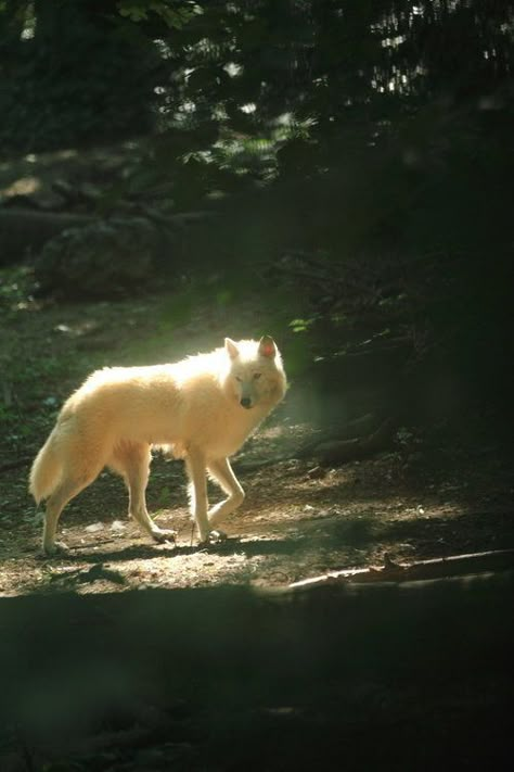 White Dog, White Wolf, Walking, Trees, Forest, Black And White, White, Black