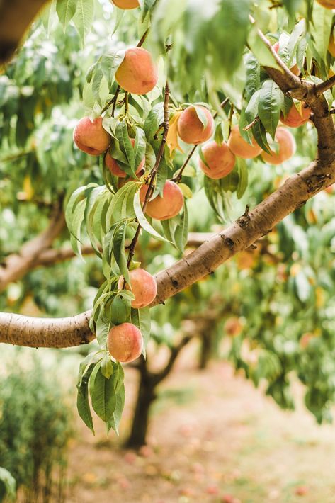 Peach Tree Photography, Peach Orchard Aesthetic, Peach Farm Aesthetic, Peach Tree Aesthetic, Peaches Photography, Orchard Photography, Hygge Summer, Peach Picking, Peach Farm