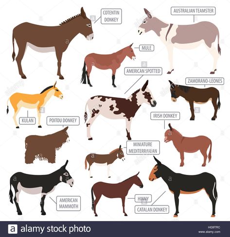 Donkey breeds icon set. Animal farming. Flat design. Vector illustrationStock Photo Herbivores Animals, Donkey Breeds, Mule Animal, Donkey Breeding, Donkey Care, Mules Animal, Laika Dog, Animal Farming, Breeds Of Cows