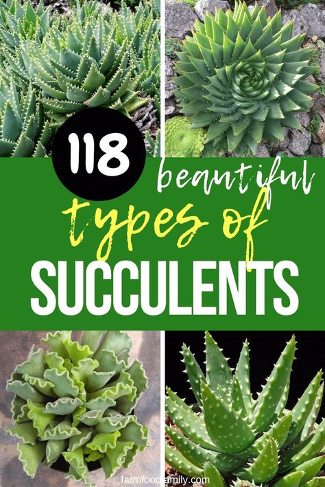 You will know 118+ types of succulents and how to identify them. #succulent #succulentgarden #succulentidentification #succulents #typesofsucculents #gardeningtips #gardeningideas #succulentcare #succulenttips #gardenlove #succulentgarden #typeofplants #succulentguide #outdoorsucculents #succulenthouseplants #succulentseeds #succulentflowers #succulentlove #succulentcolors #learningtypesofsucculents #farmfoodfamily Succulent Business, Plants For Home Garden, Suculent Plants, Different Types Of Succulents, Types Of Succulents Plants, How To Water Succulents, Cactus House Plants, Succulent Bowls, Succulent Garden Indoor