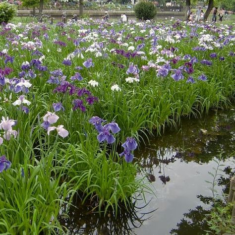 Japanese iris plants in water Plants For Waterlogged Soil, Japanese Iris Plants, Plants That Grow In Water Outdoors, Plants That Absorb Excess Water, Plants That Love Water, Plants That Soak Up A Lot Of Water, Plants For Wet Areas Backyards, Waterlogged Garden, Standing Water In Yard Solutions